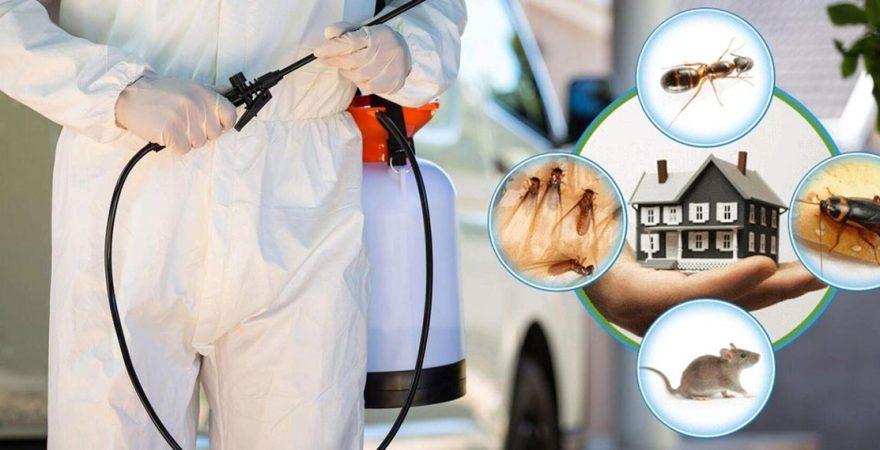 Güney Böcek İlaçlama